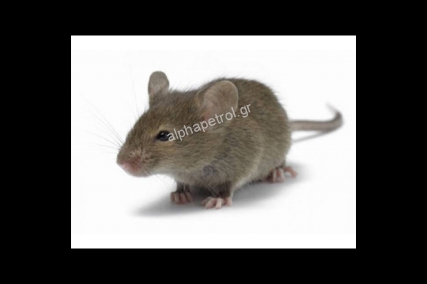 ΤΡΩΚΤΙΚΟΚΤΟΝΙΑ